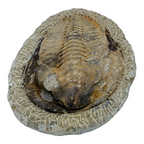 Holmia Trilobite