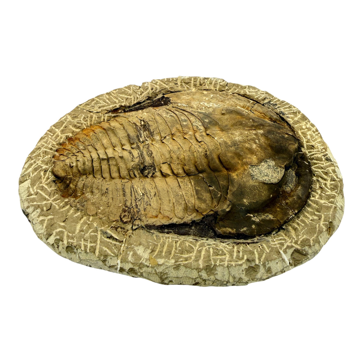 Holmia Trilobite