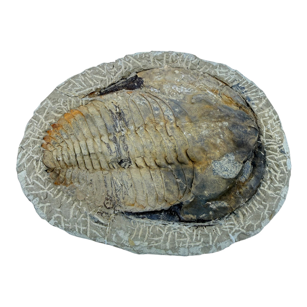 Holmia Trilobite