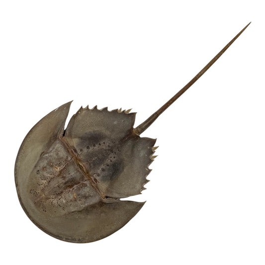 Horseshoe Crab