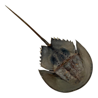 Horseshoe Crab