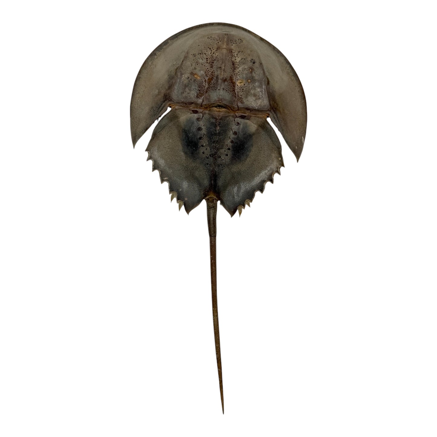 Horseshoe Crab