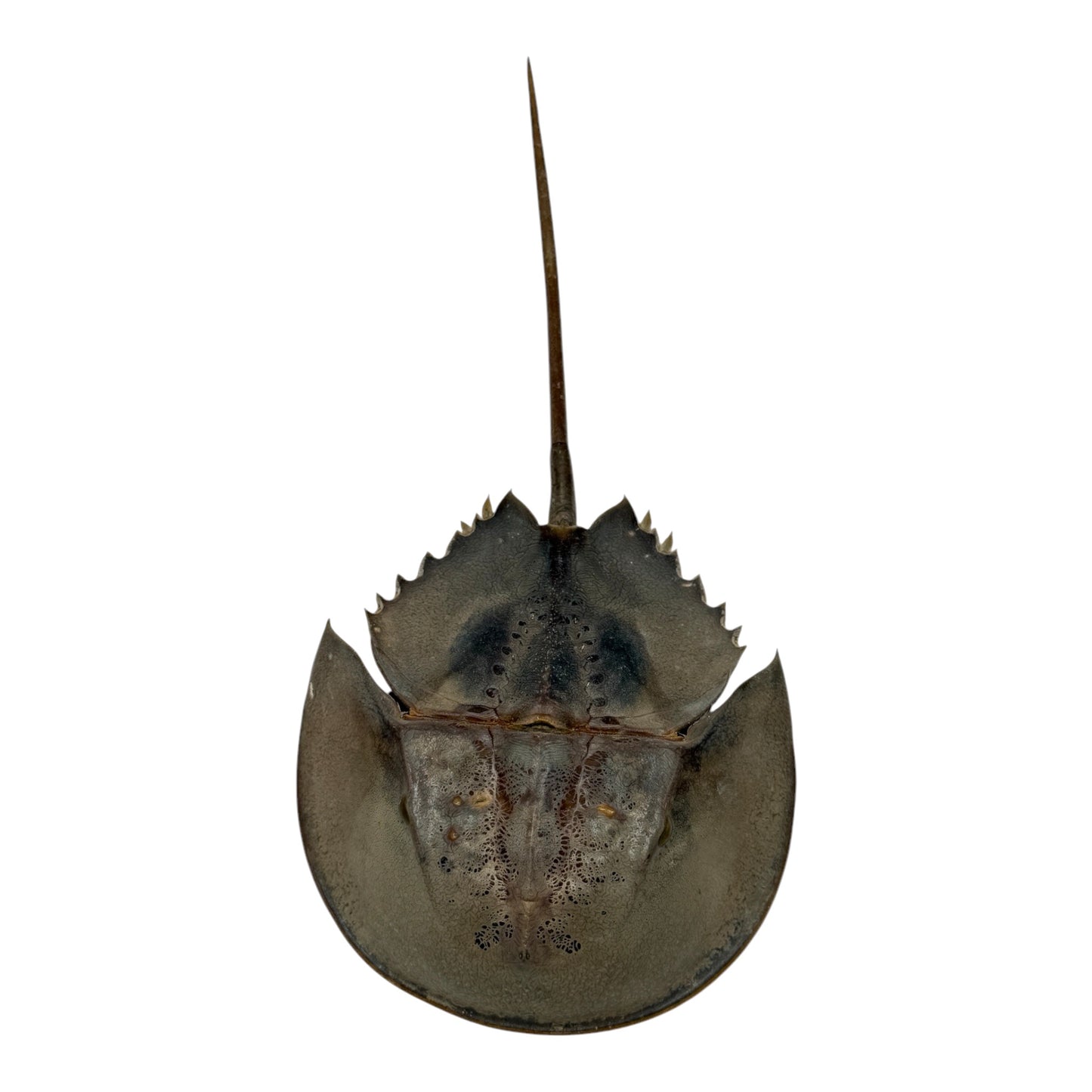 Horseshoe Crab