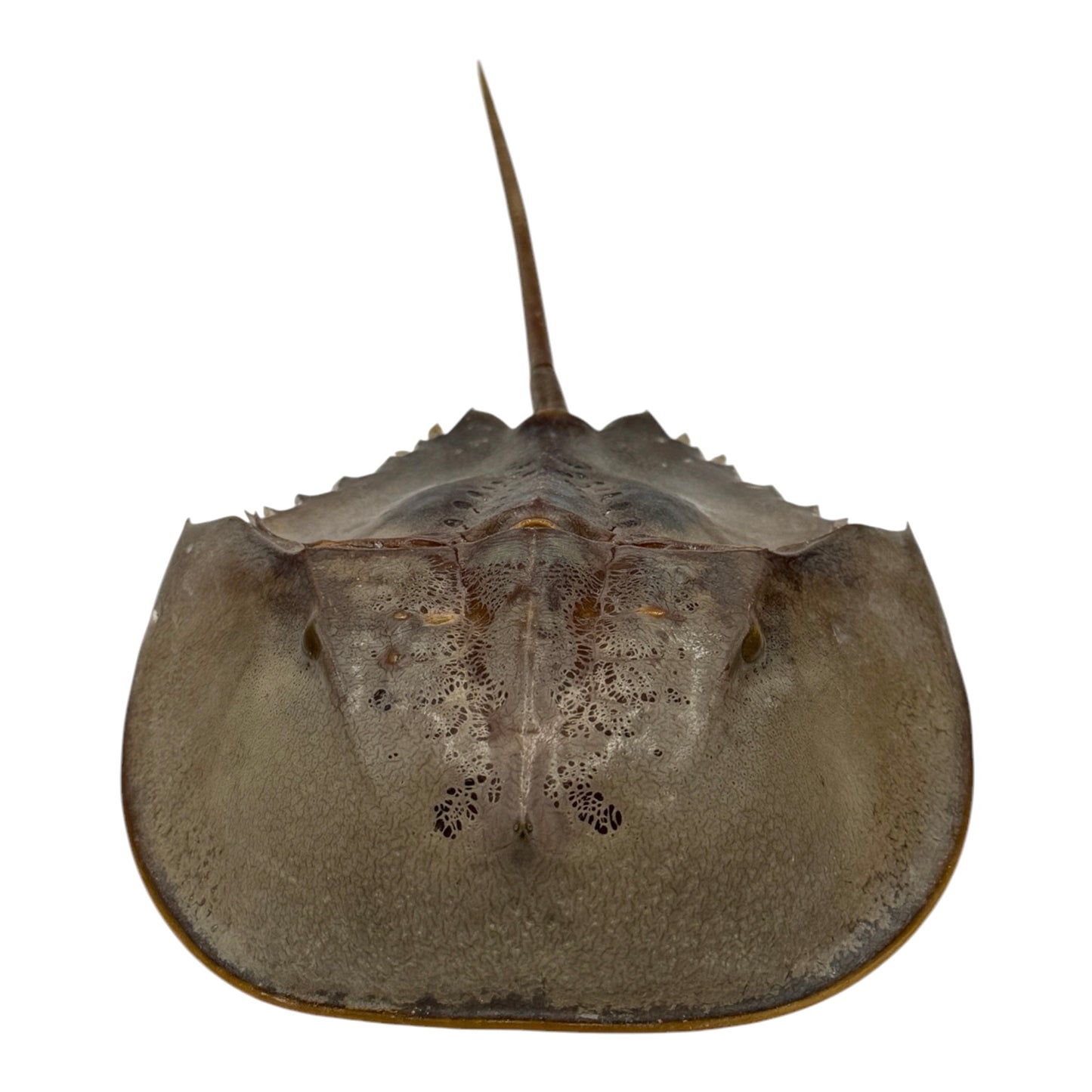 Horseshoe Crab