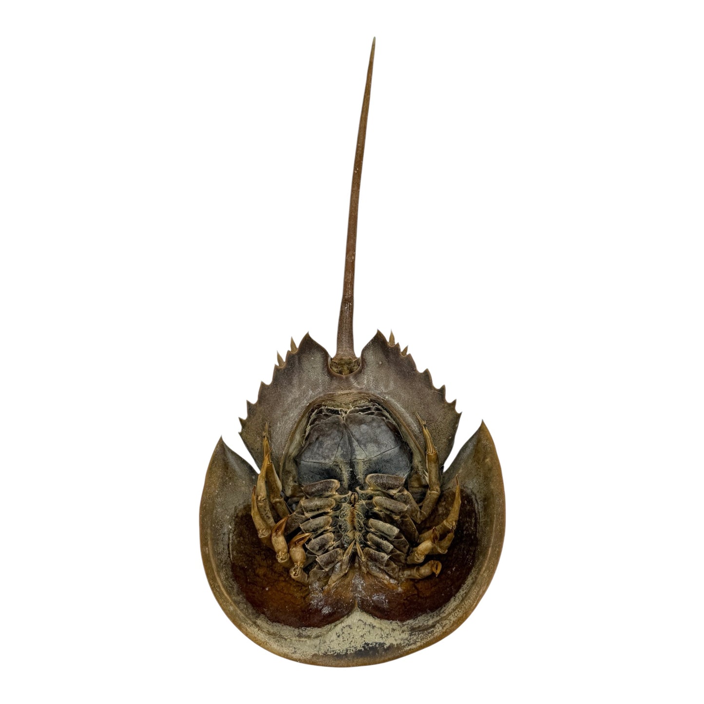 Horseshoe Crab