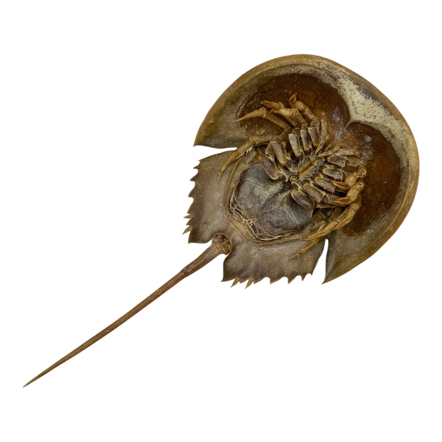 Horseshoe Crab