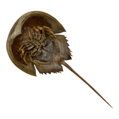 Horseshoe Crab