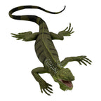 Iguana (Safari)