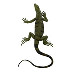 Iguana (Safari)