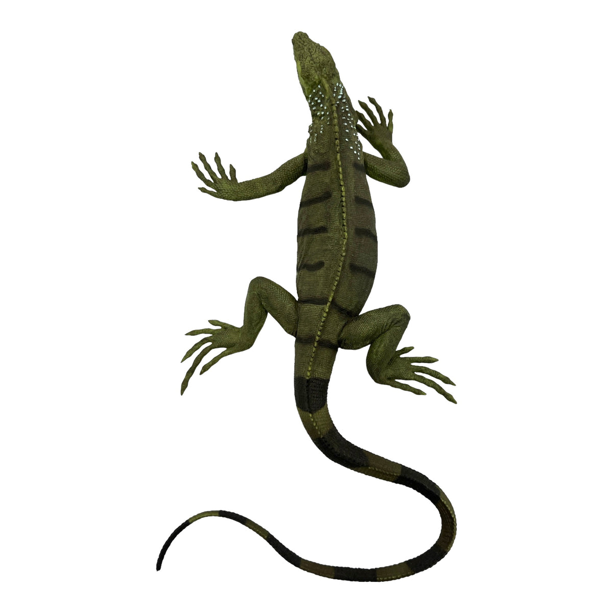Iguana (Safari)