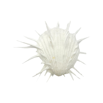 Imperial Spiny Oyster (4")
