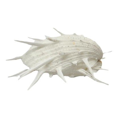 Imperial Spiny Oyster (4")