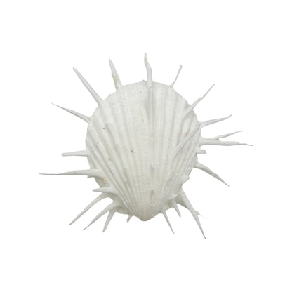 Imperial Spiny Oyster (4")