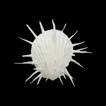 Imperial Spiny Oyster (4")