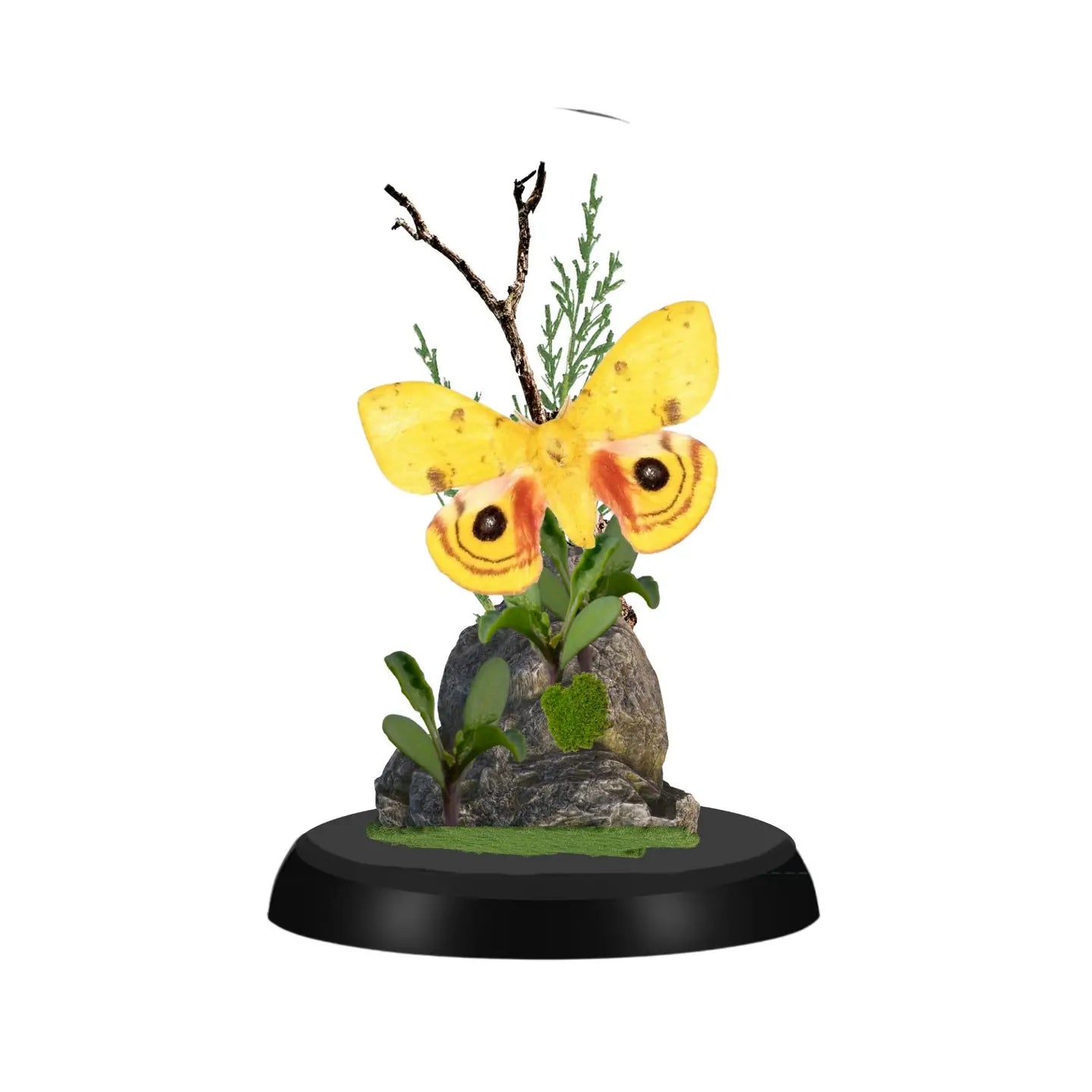 Io Moth Diorama