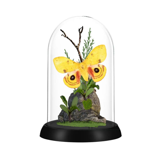 Io Moth Diorama