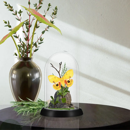 Io Moth Diorama