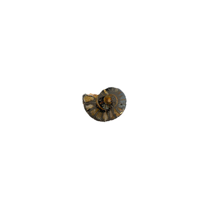 Iron Ammonite