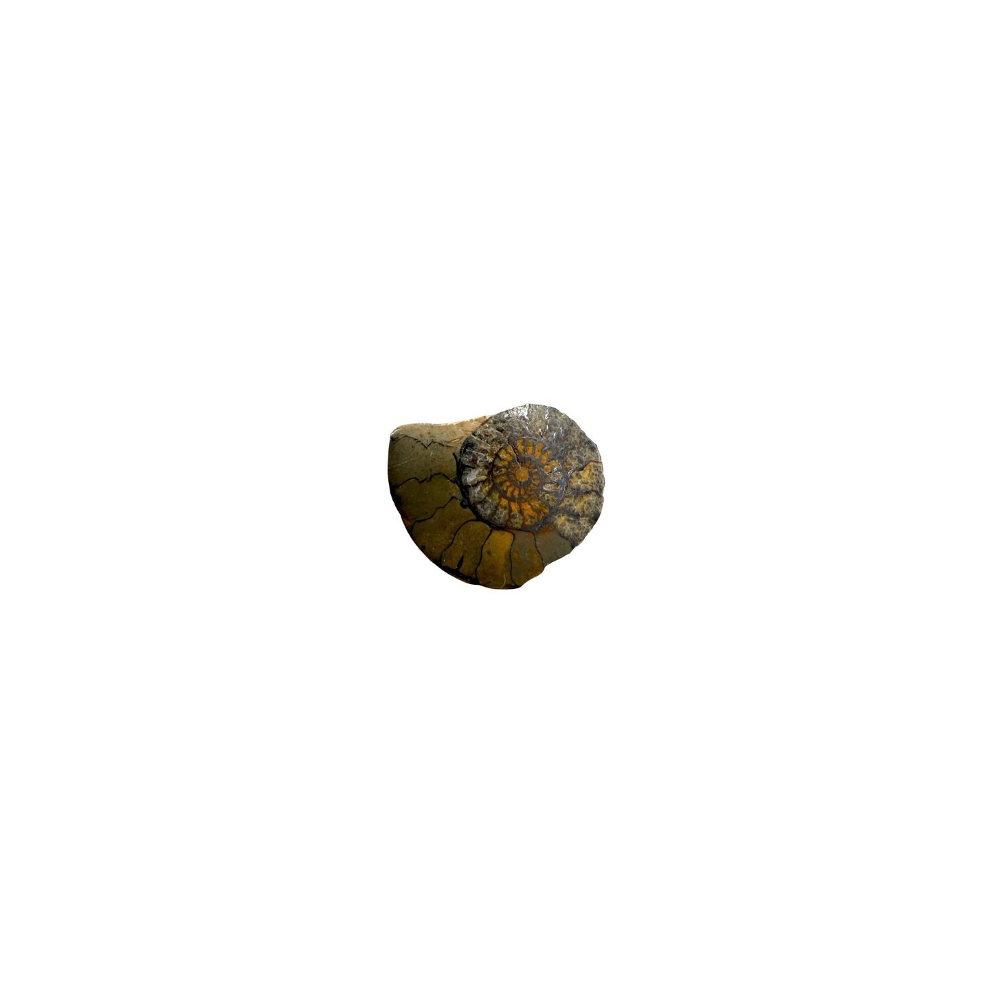 Iron Ammonite