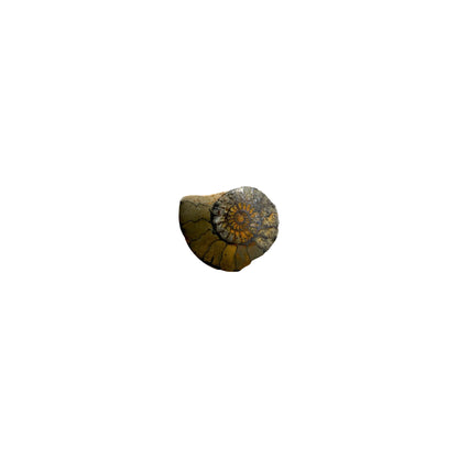 Iron Ammonite