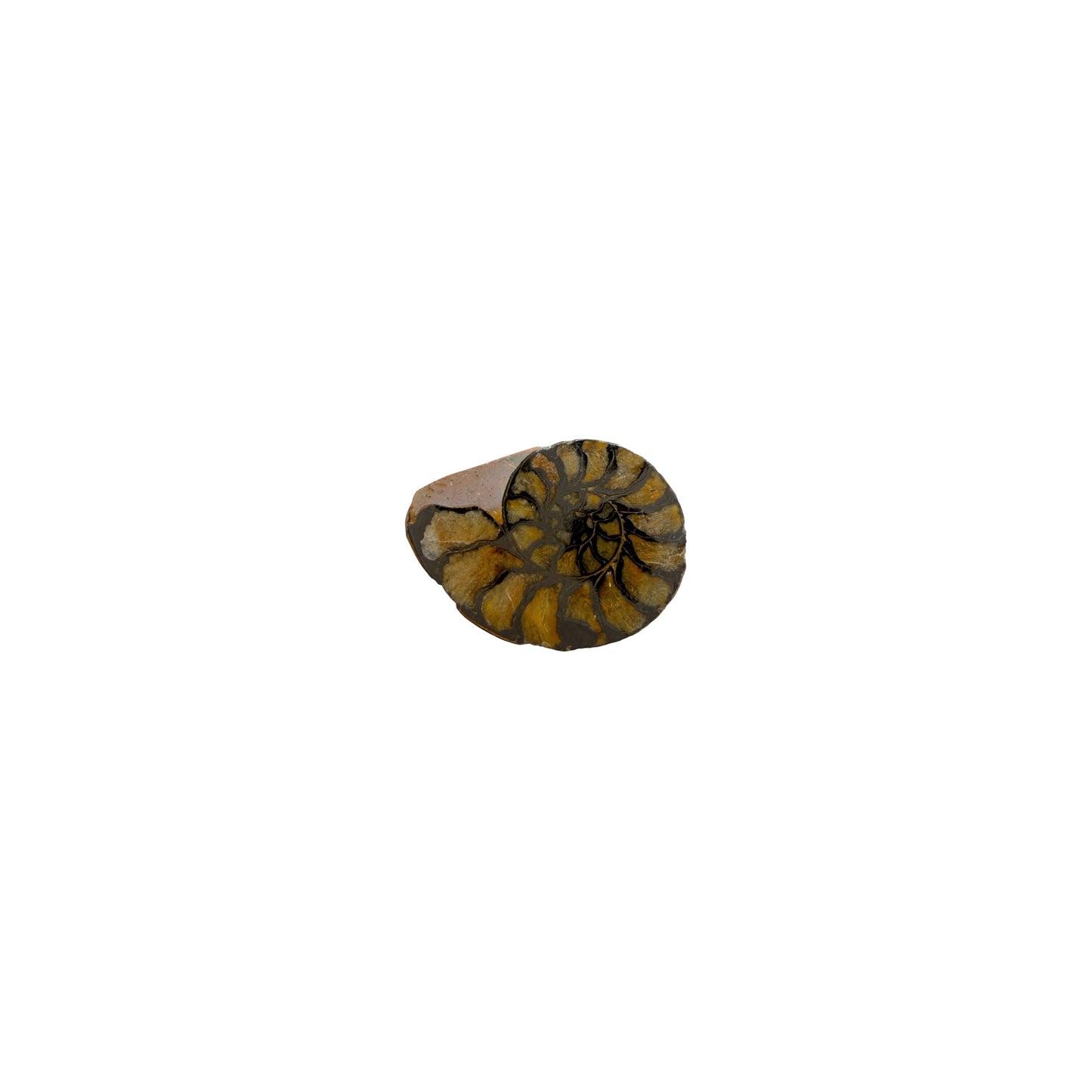 Iron Ammonite