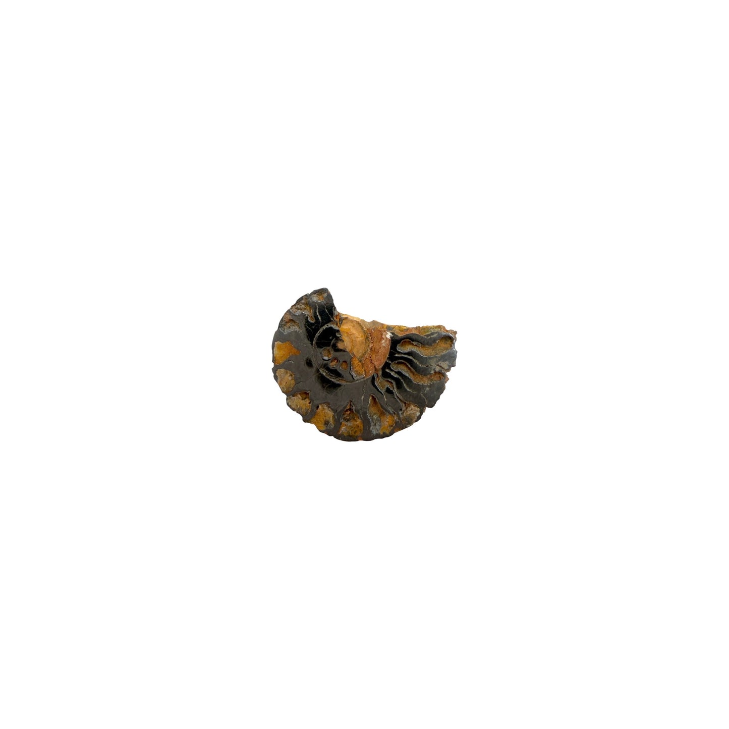 Iron Ammonite