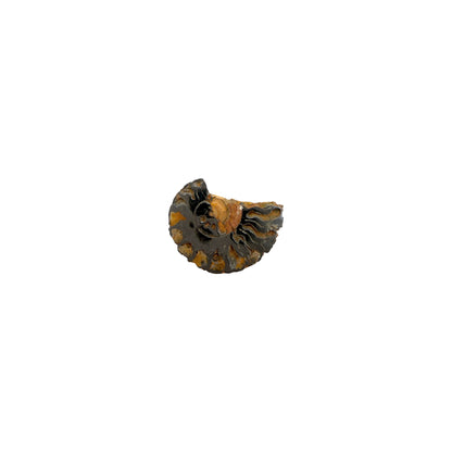 Iron Ammonite