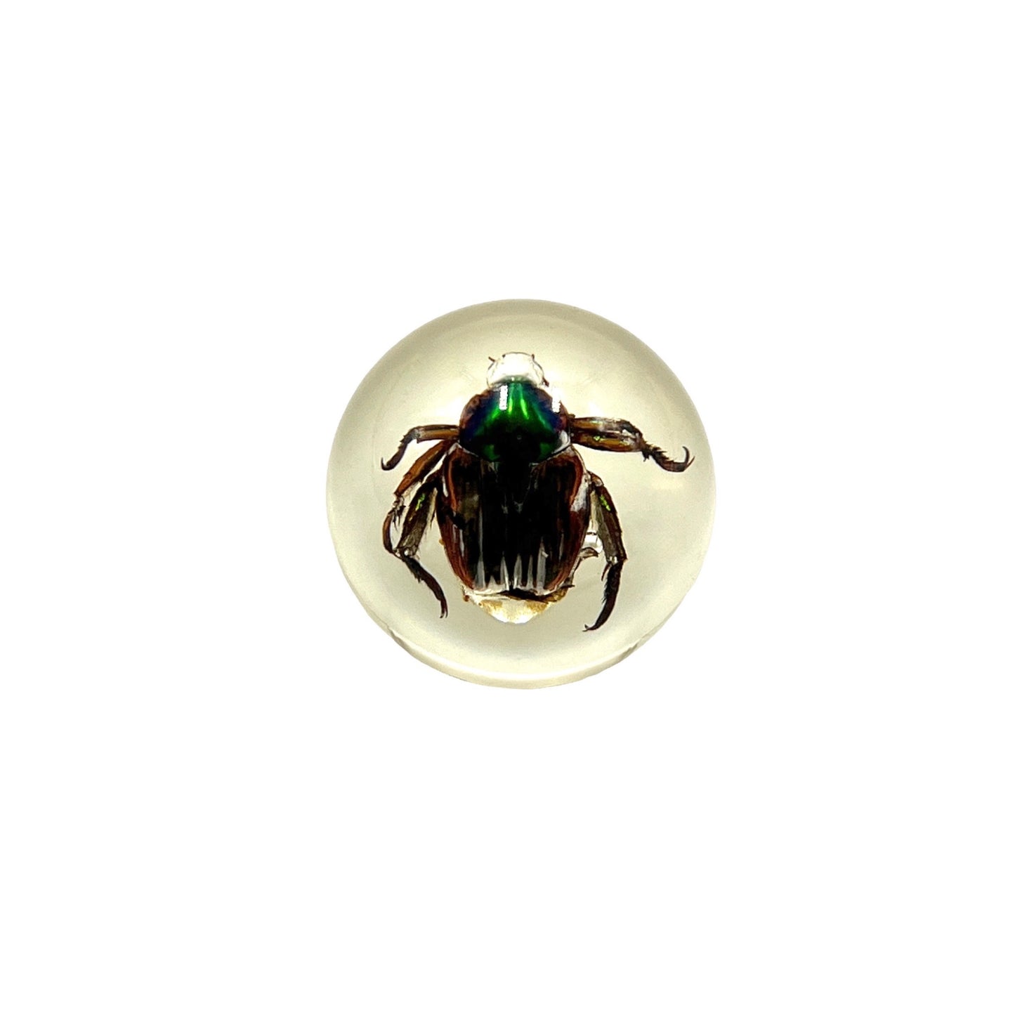 Specimen Orbs (Beetles)