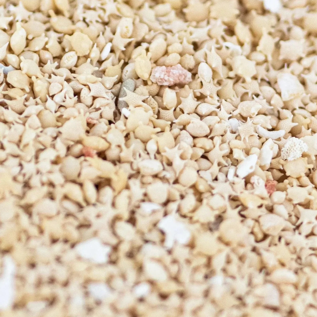 Japanese Star Sand