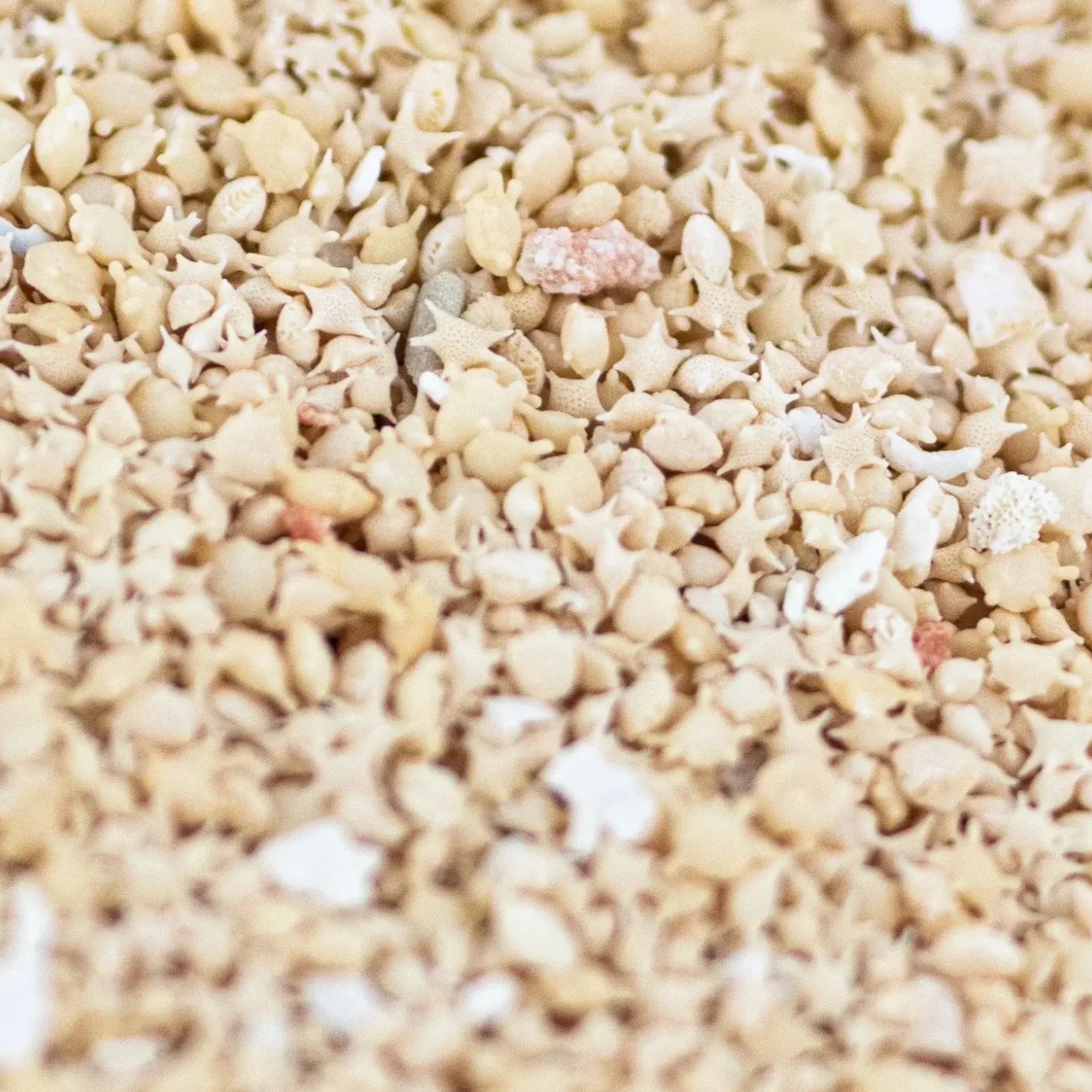 Japanese Star Sand
