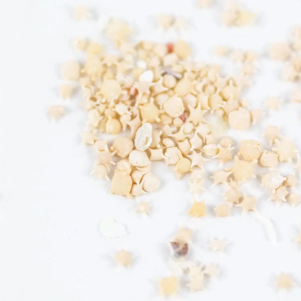 Japanese Star Sand