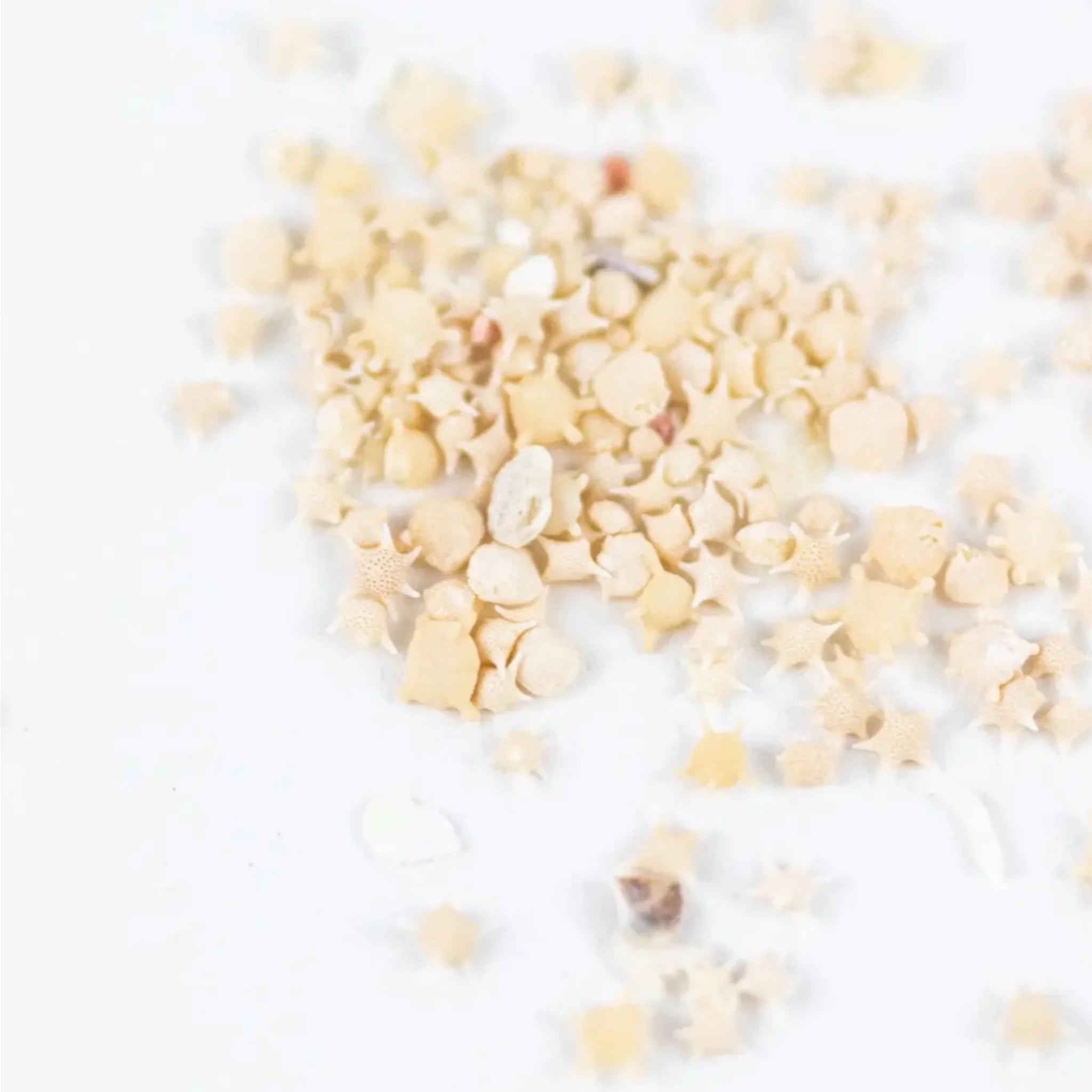 Japanese Star Sand