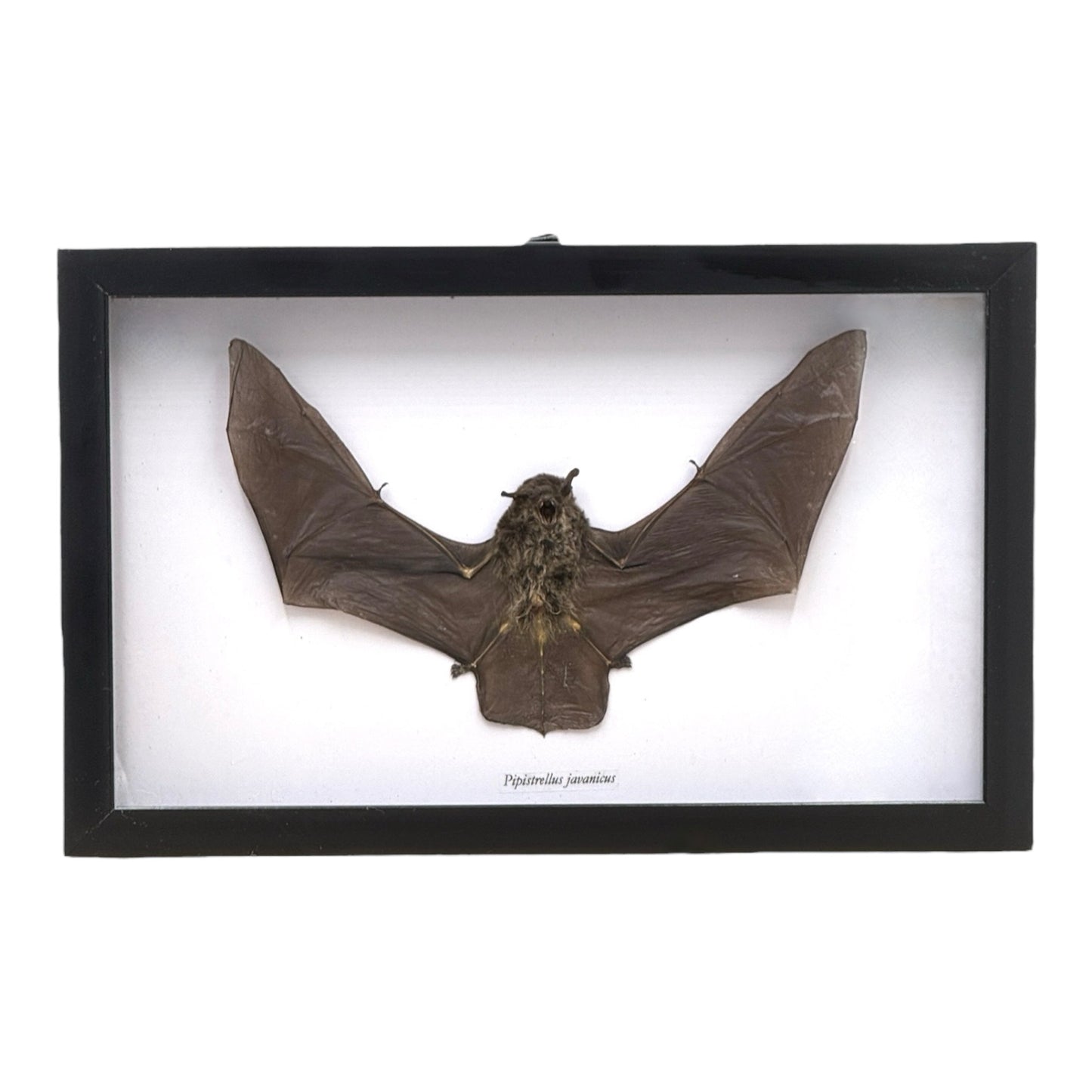 Javan Pipistrelle Bat in Frame