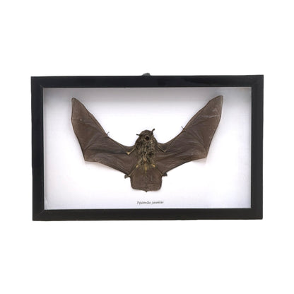 Javan Pipistrelle Bat in Frame