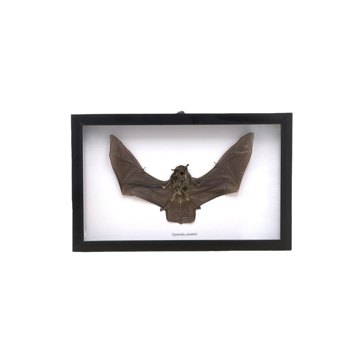 Javan Pipistrelle Bat in Frame