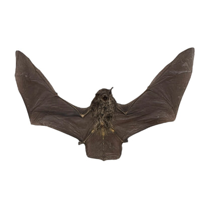 Javan Pipistrelle Bat in Frame