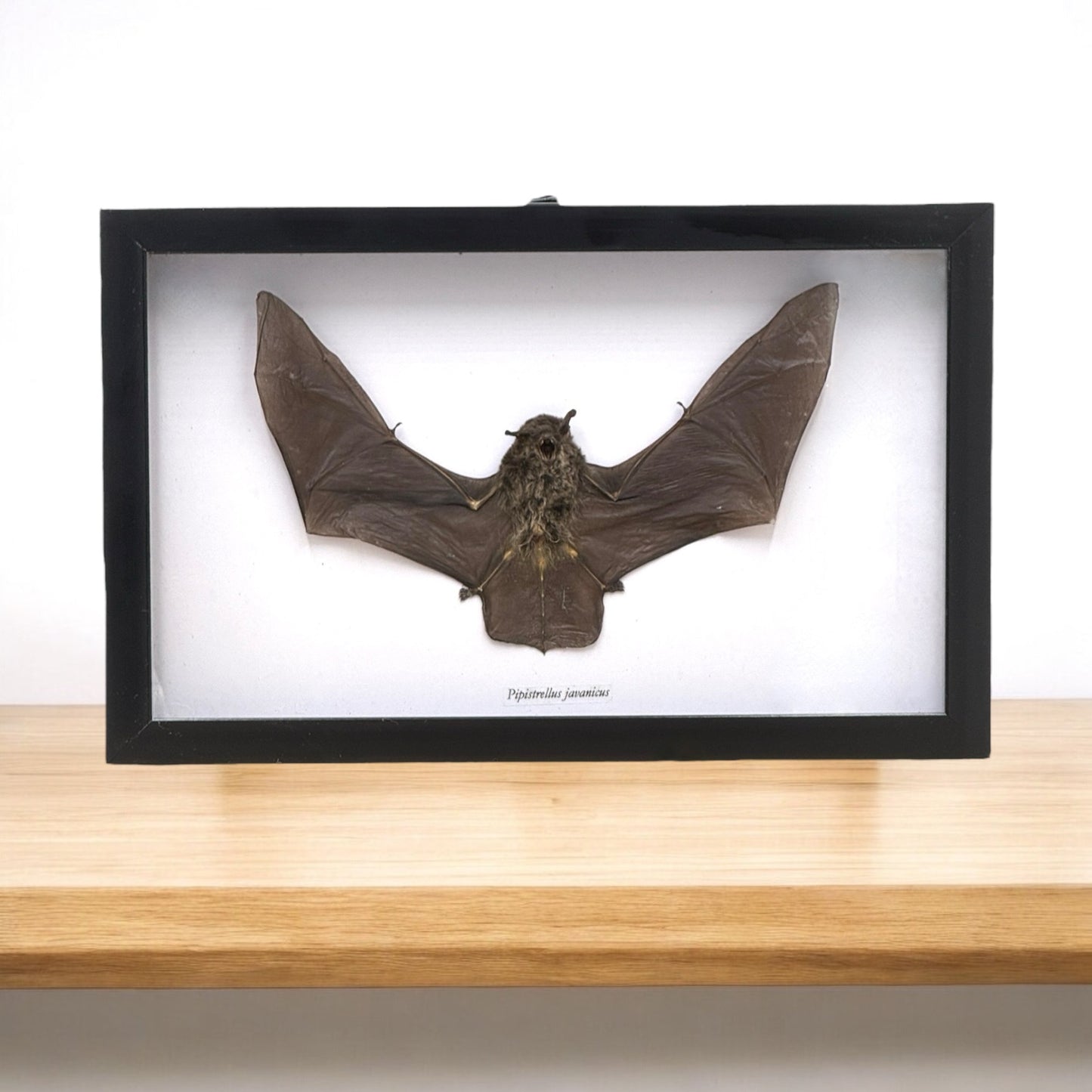 Javan Pipistrelle Bat in Frame