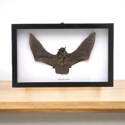 Javan Pipistrelle Bat in Frame