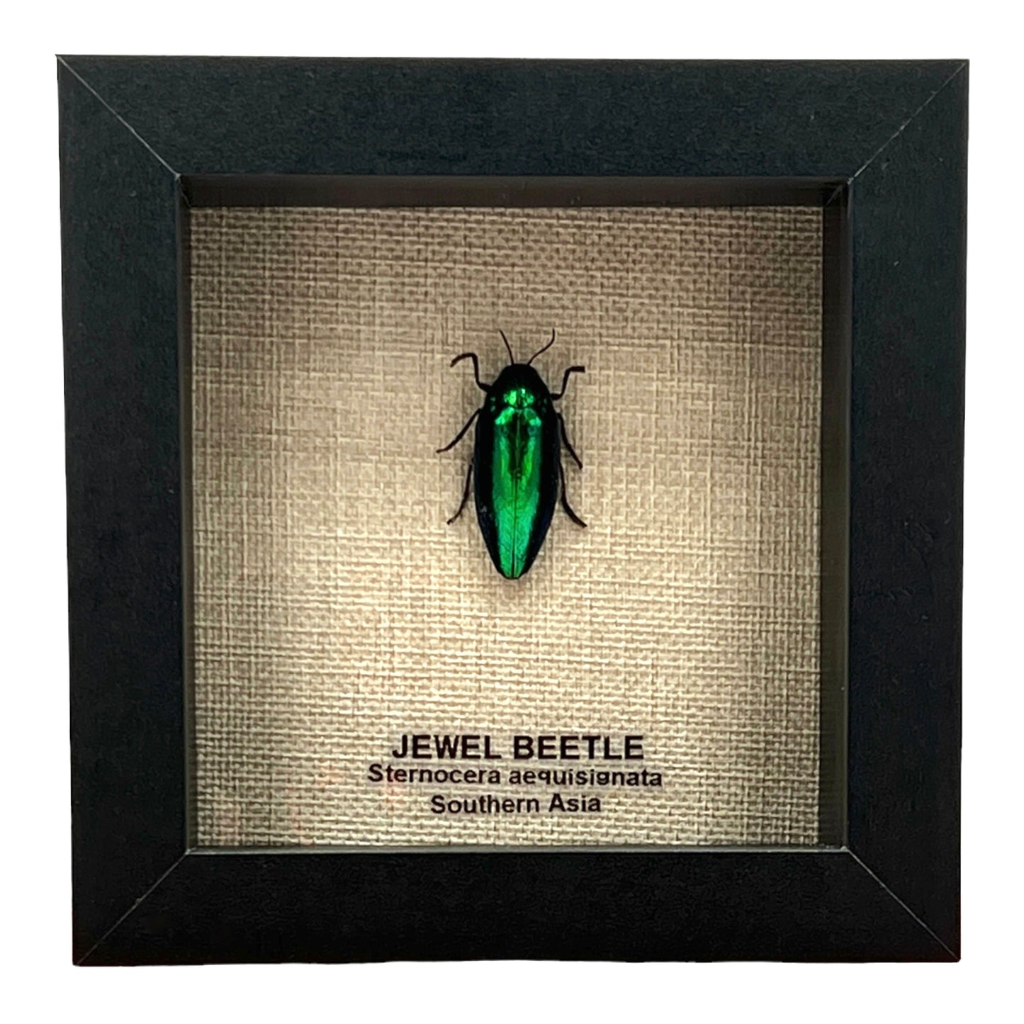 Jewel Beetle