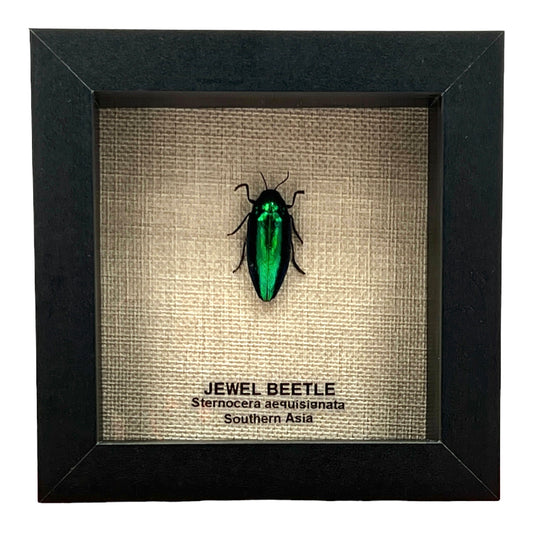 Jewel Beetle