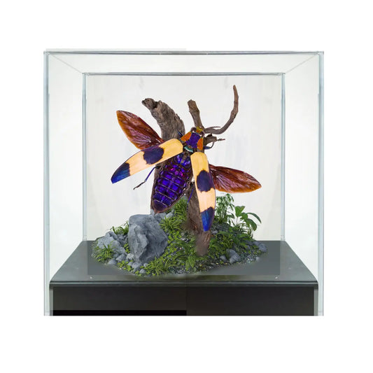 Jewel Beetle Diorama