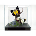 Jezebel Butterfly Diorama