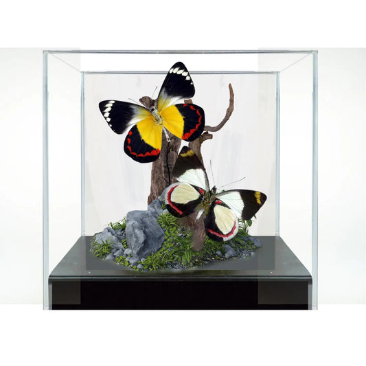 Jezebel Butterfly Diorama