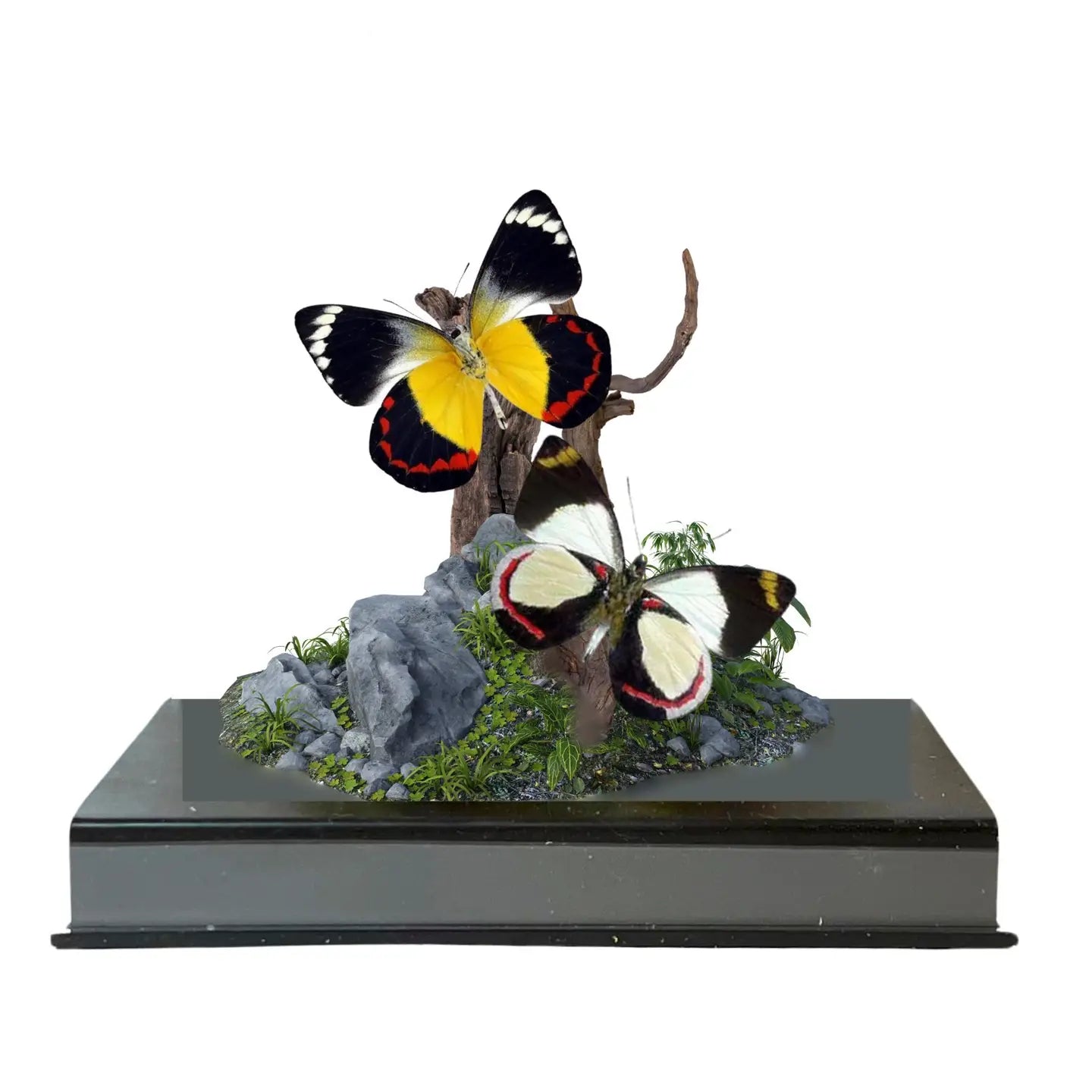 Jezebel Butterfly Diorama