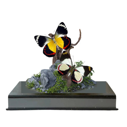 Jezebel Butterfly Diorama