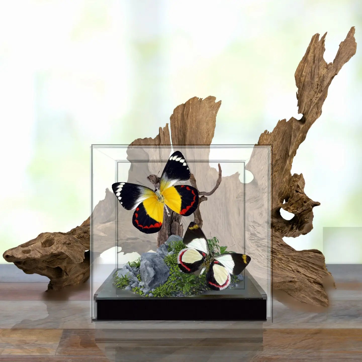 Jezebel Butterfly Diorama