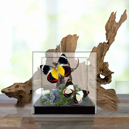 Jezebel Butterfly Diorama
