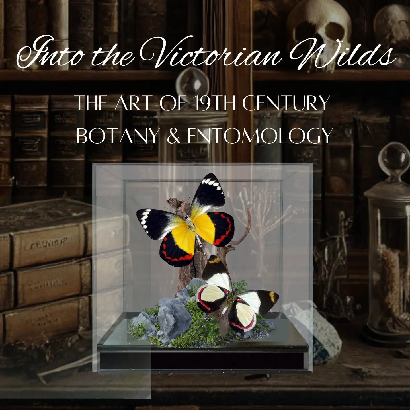 Jezebel Butterfly Diorama