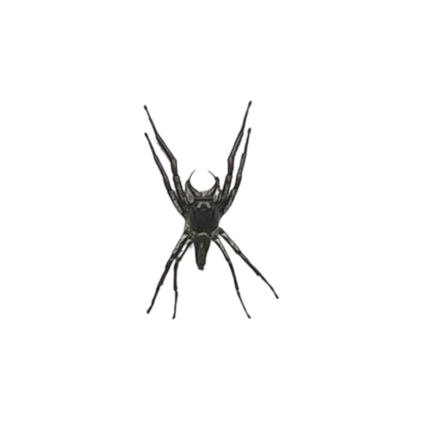 Giant Jumping Spider