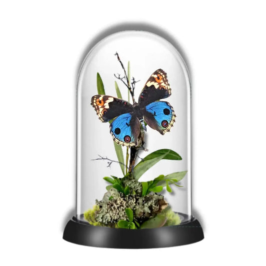 Junonia Butterfly Diorama